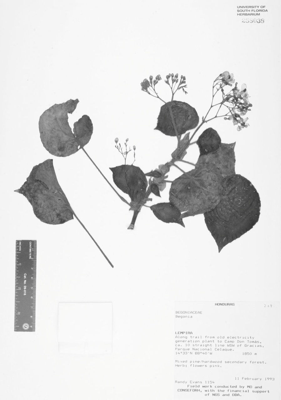 B. pseudopeltata